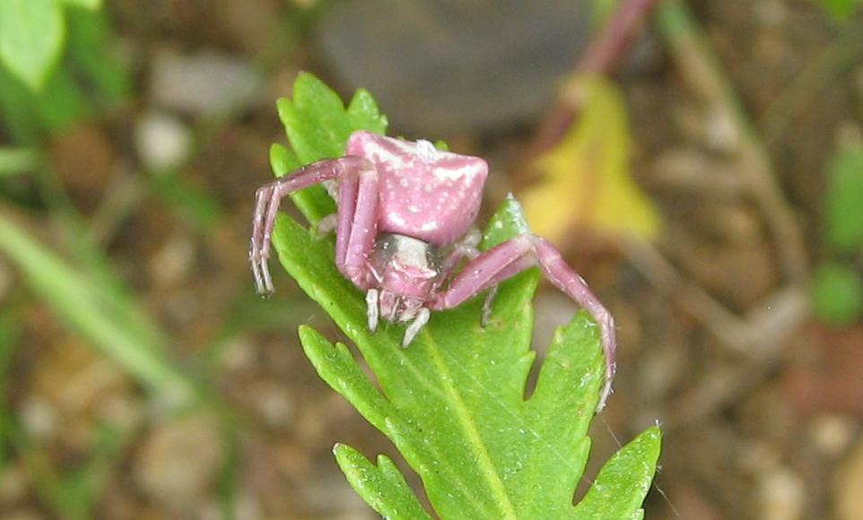 Thomisus onustus rosa